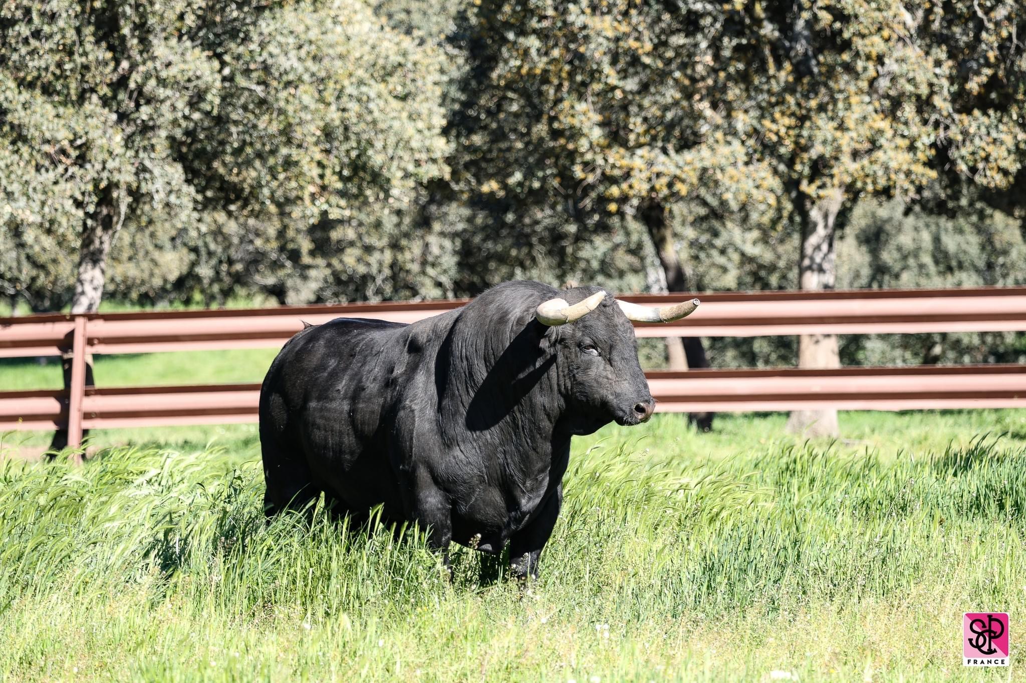 2024 - GARCIGRANDE - Lot de toros pour la Feria de Pentecôte